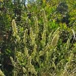 Phalaris aquatica Fula