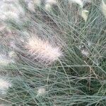 Pennisetum villosum പുഷ്പം