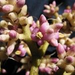 Ardisia furfuracea Fruit