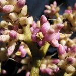 Ardisia furfuracea