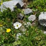 Ranunculus kuepferi Flower