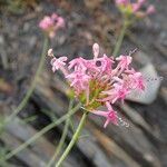 Valeriana angustifolia Blüte