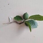 Tocoyena sellowiana Leaf