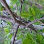 Forestiera ligustrina Bark