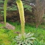 Agave attenuata Habit