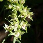 Epipactis muelleri 花