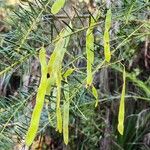 Acacia linifolia Vaisius