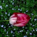 Tulipa grengiolensis Flower