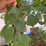 Tilia × europaea Leaf