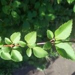 Spiraea trilobata Folha