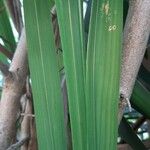Chasmanthe aethiopica Leaf