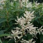 Rubrivena polystachya Blomma