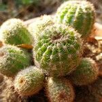 Echinocereus pectinatus Fuelha