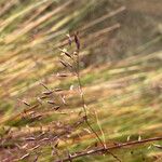 Paramochloa effusa Õis