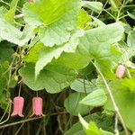 Clematis alternata Hábito