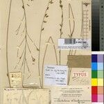 Crotalaria wilczekiana Otro