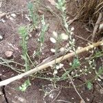 Lepidium densiflorum Fuelha