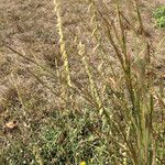 Bouteloua curtipendula Habit