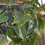 Philodendron hederaceum Blad