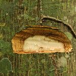 Celtis mildbraedii Rinde