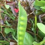 Vicia johannis Frucht