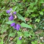 Campanula tracheliumBlomst