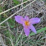 Colchicum lusitanum Flower