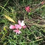Hesperantha coccinea Kwiat