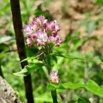 Floscopa glomerata Blomst