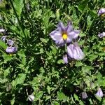 Solanum umbelliferum Květ