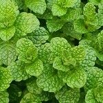 Mentha × rotundifolia Feuille