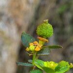 Euphorbia flavicoma ফল