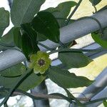 Austrobaileya scandens Alkat (teljes növény)