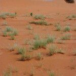 Stipagrostis acutiflora Arall