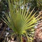 Sabal mexicana Blad