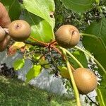 Pyrus calleryana Frucht