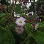 Miconia conospeciosa 花