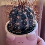 Melocactus azureus Φύλλο