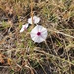 Ipomoea mombassana Blüte