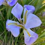 Iris unguicularis Flor