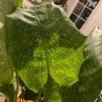 Calathea bella Leaf