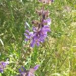 Salvia pratensis Цвят