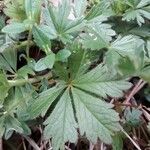 Potentilla aurea Feuille