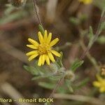 Pulicaria sicula Otro