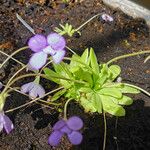 Pinguicula agnata Ліст