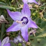 Campanula pyramidalis Λουλούδι