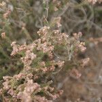 Erica galioides Blüte