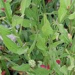 Oenothera lindheimeri Habitus