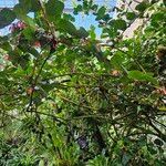 Macleania smithiana