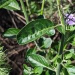 Solanum umbelliferum Φύλλο